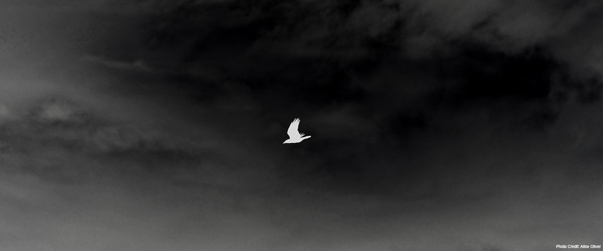 爱丽丝·奥利弗的作品展示了一只鸟在阴沉的天空中飞翔的白色剪影。