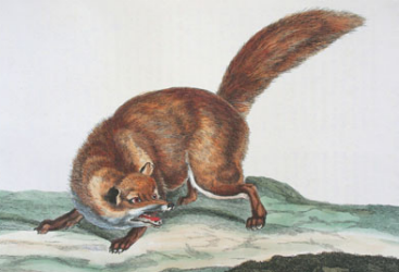 Illustration of a fox from: Thomas Pennant. The British zoology. London, 1766